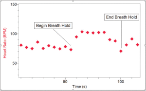 Holding breath increases heart rate