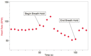 Holding breath in cold water decreases heart rate