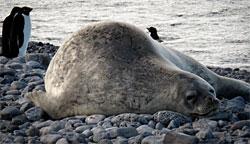 Weddell Seal