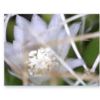 Cactus flower captured in Logger Pro