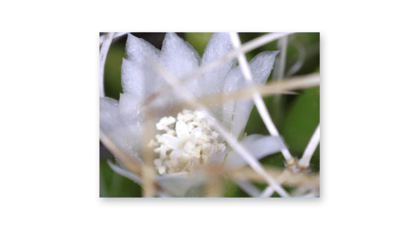 Cactus flower captured in Logger Pro