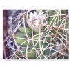 Cactus flower captured in Logger Pro