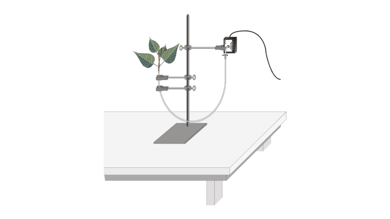 transpiration experiment steps