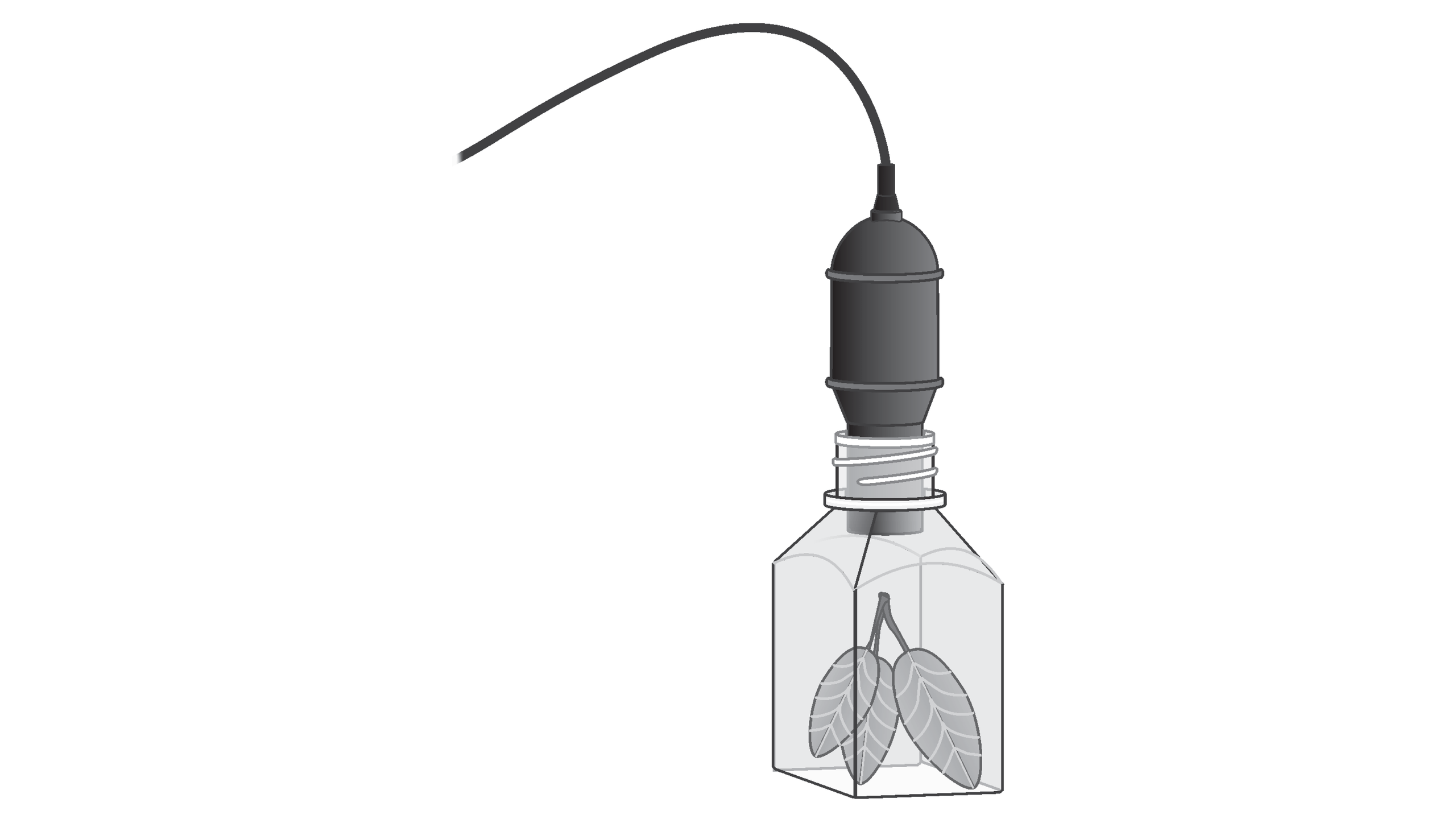 Photosynthesis and Respiration (O 2 ) > Experiment 31A from Biology