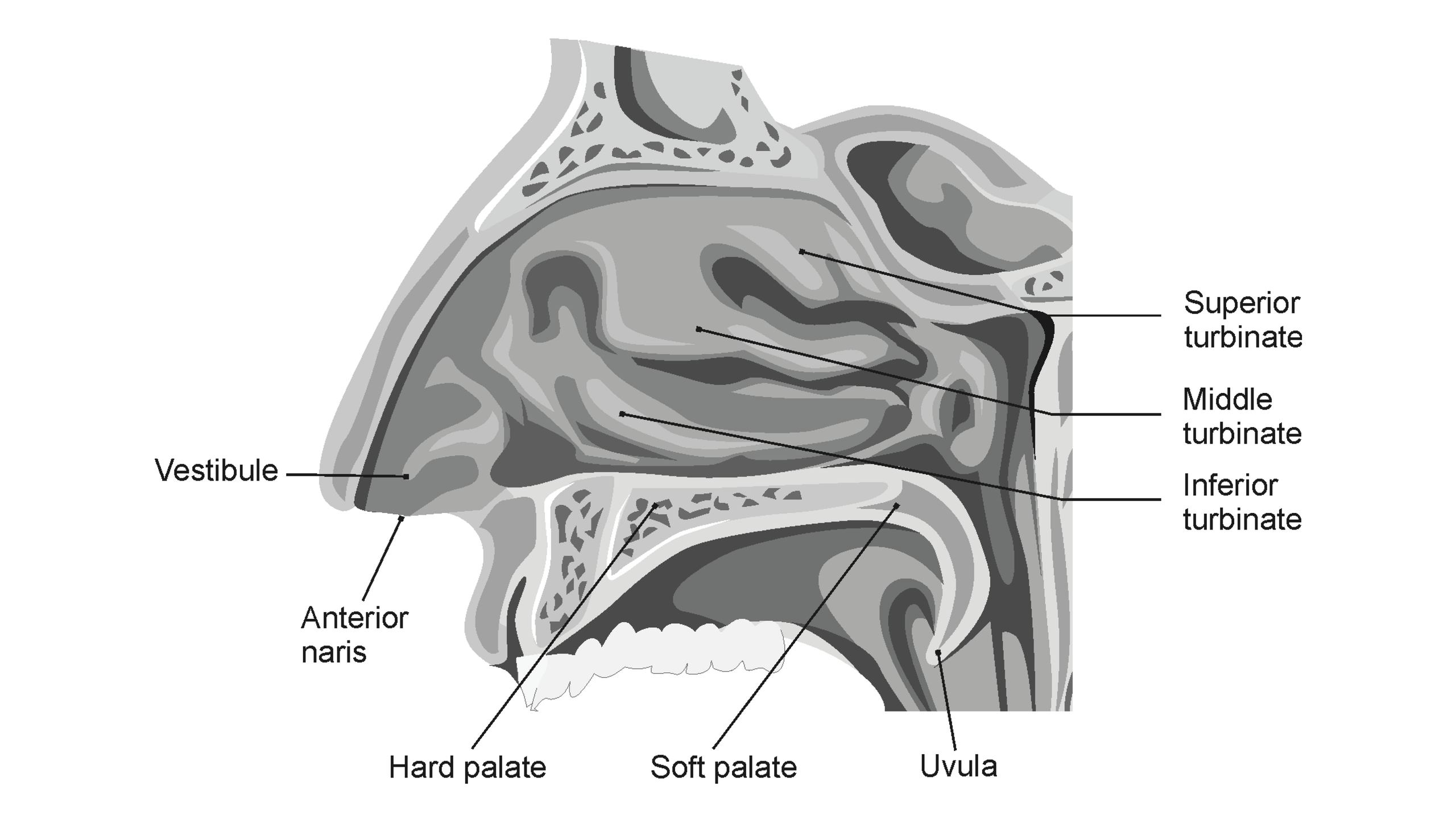 Warming Function of Nasal Passageways > Experiment 1 from Human ...