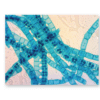 Algal cells at 150X