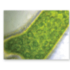 Algal cell at 600X