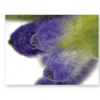 Lavender at 30X