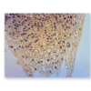 Onion root tip at 60X