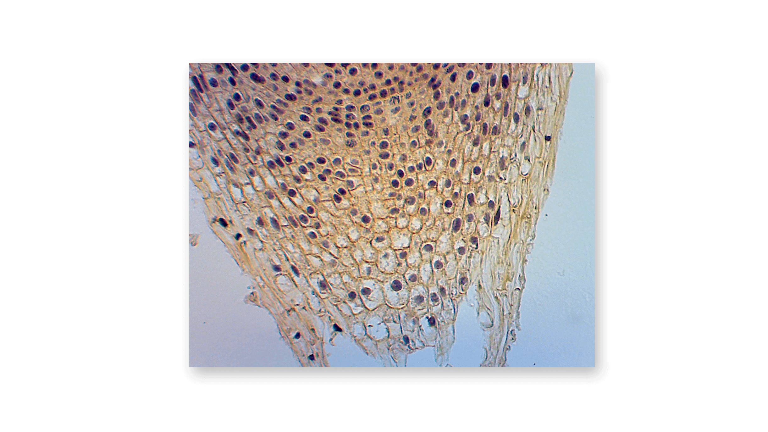 Onion root tip at 60X